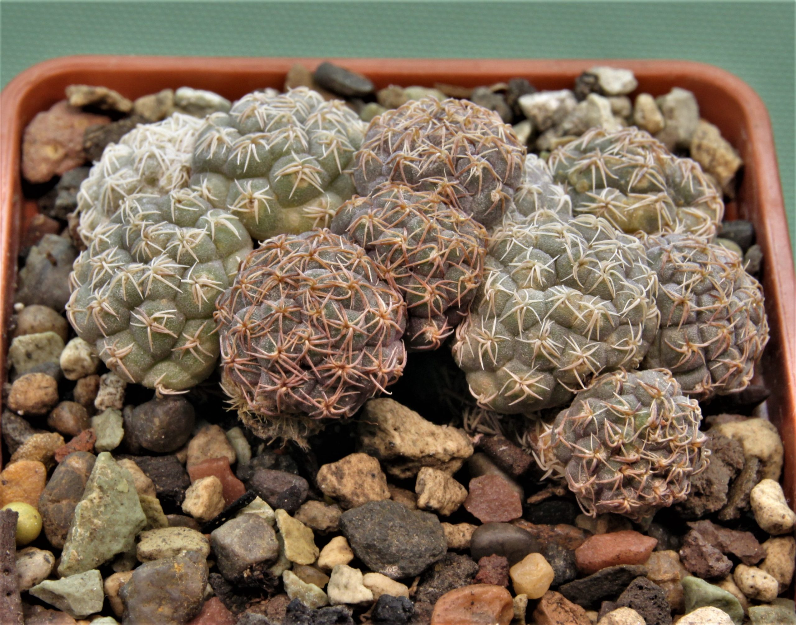 Puna-bonniae-3