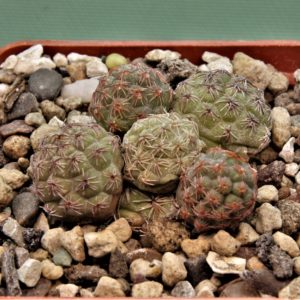Puna-bonniae-8