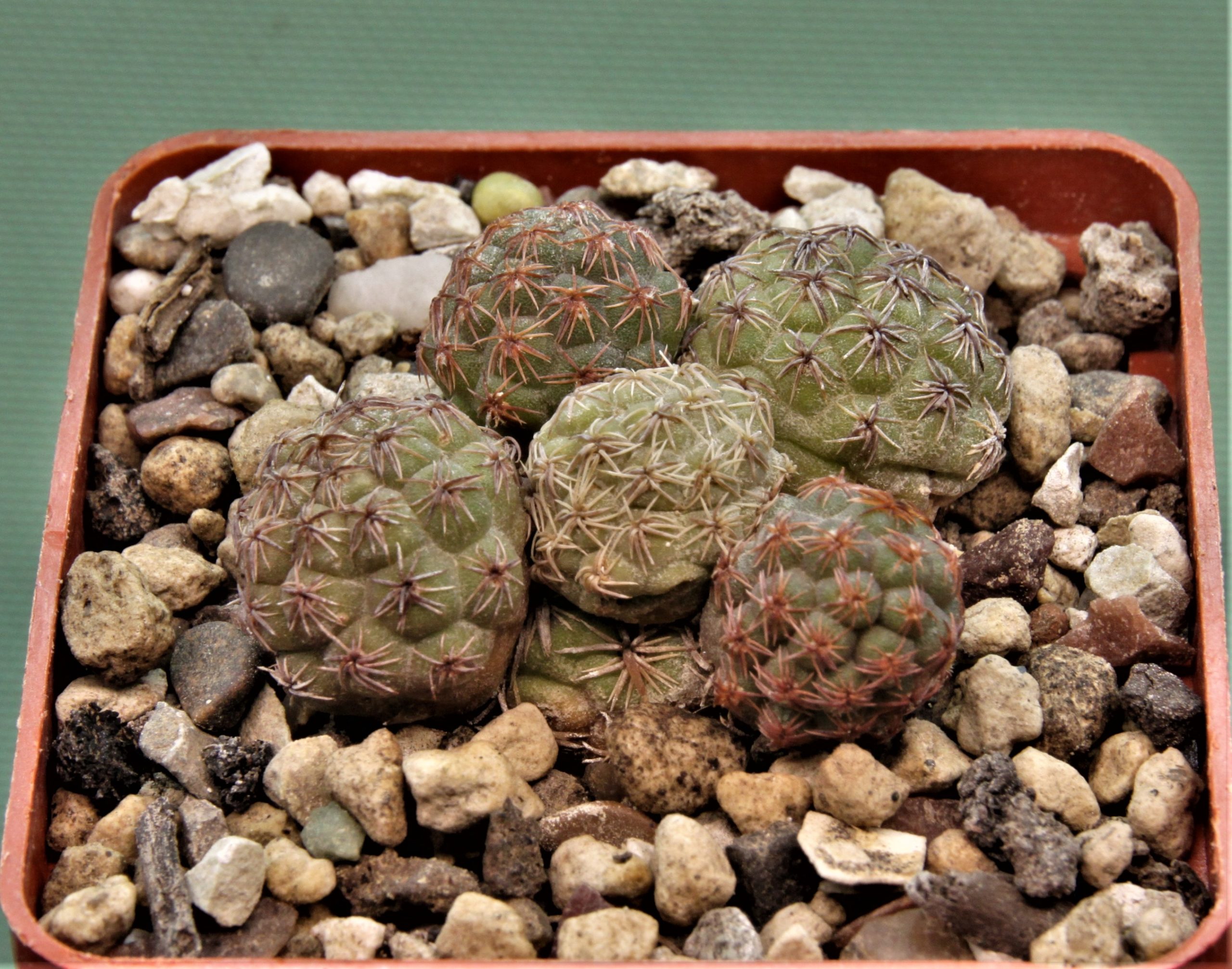 Puna-bonniae-8