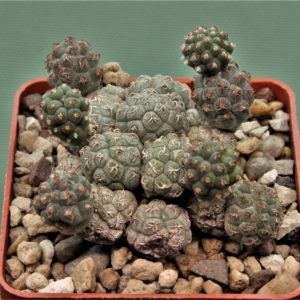 Puna-bonniae-9