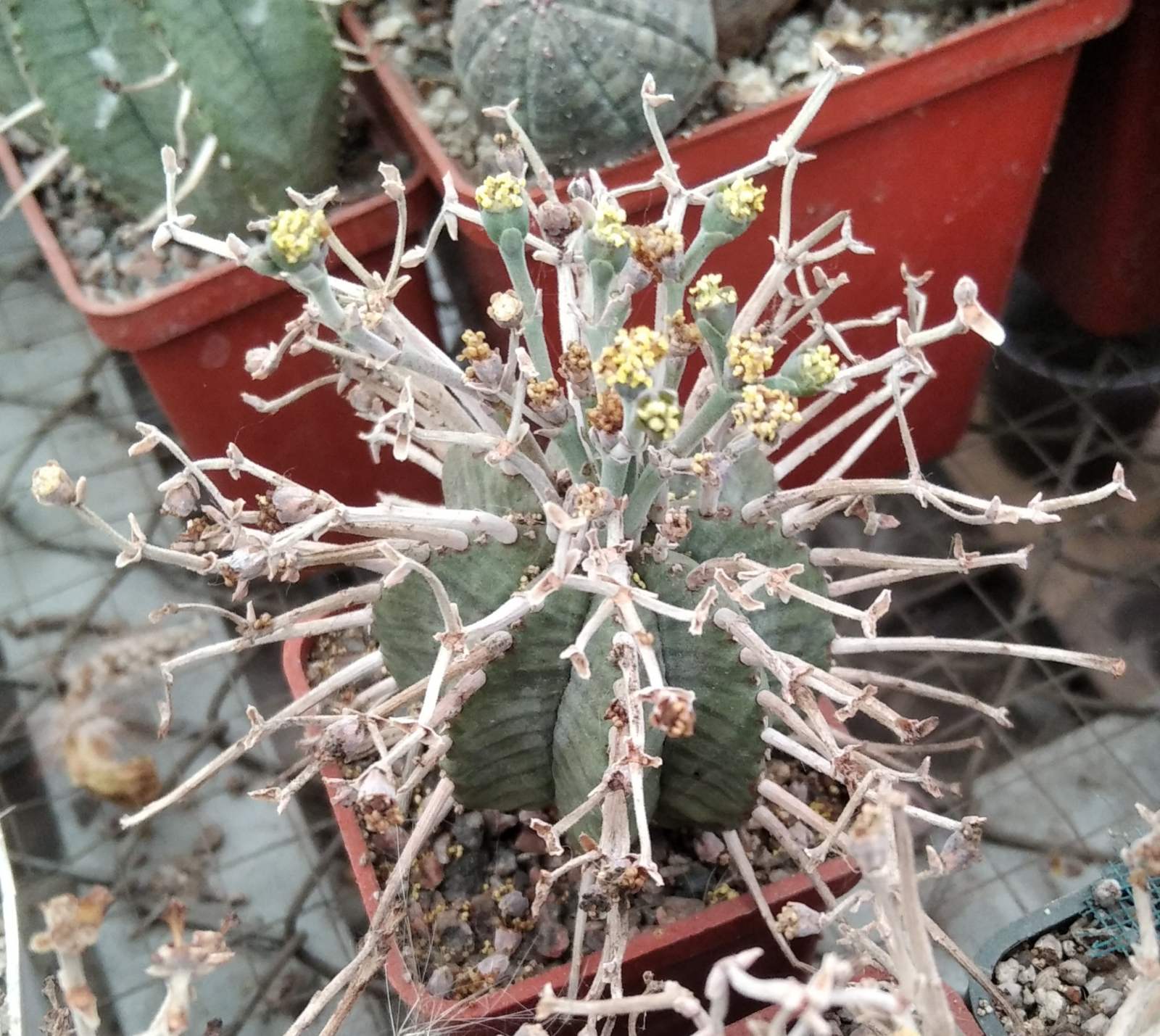 Euphorbia obesa x valida -seeds-насіння-10шт-