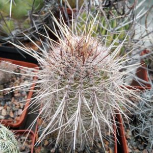 Lobivia aurea v. leucomalla -MG-cube-8cm-