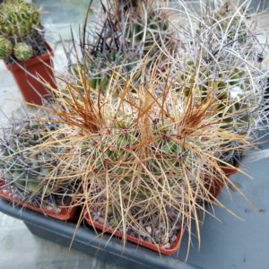 Parodia maxima LH457 -cube-7cm -двоголова колекційна рослина, вік - біля 20років.