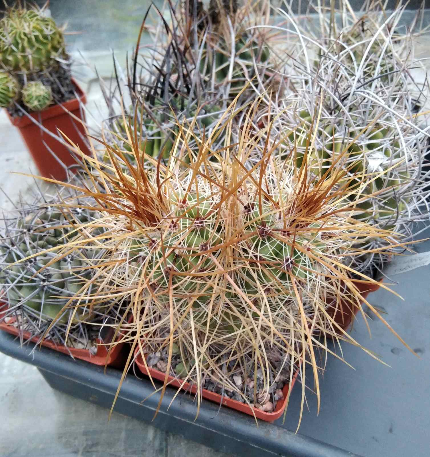Parodia maxima LH457 -cube-7cm -двоголова колекційна рослина, вік - біля 20років.