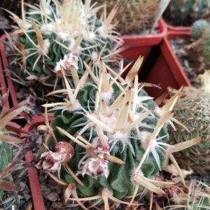 EFC tricuspidatus -seeds-насіння-10шт-