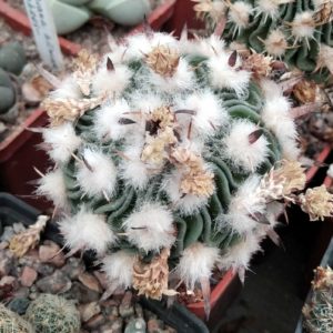 EFC anfractuosus Nagl82.009 -seeds-насіння-10шт-
