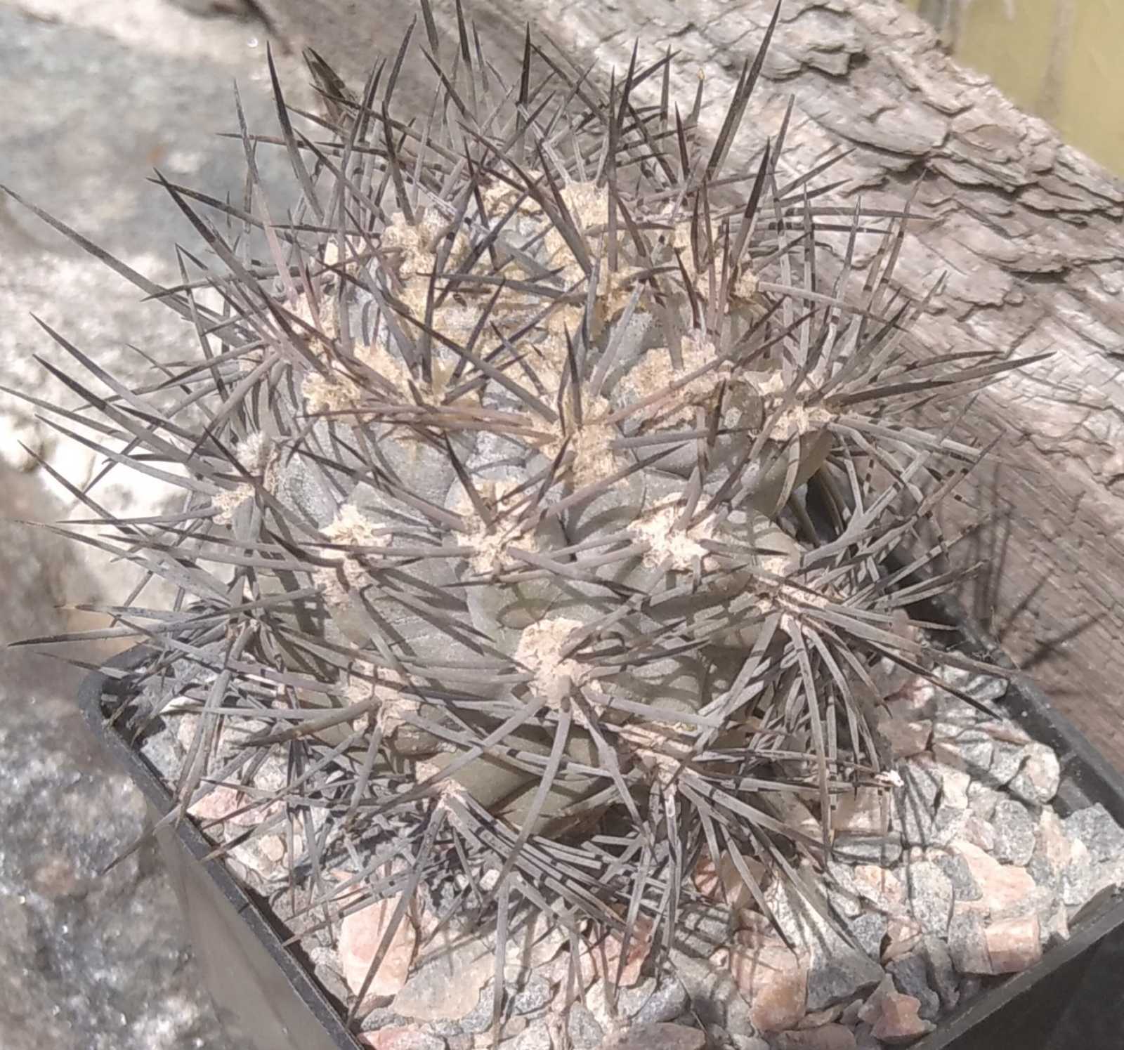 Pyrrhocactus marayensis LF168 -seeds-насіння-