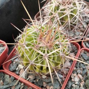 EFC phyllacanthus -cube-6cm-