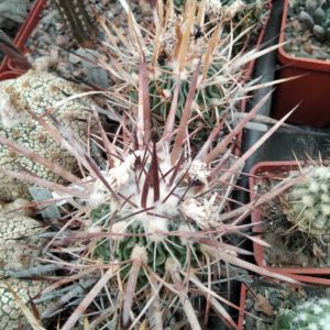 EFC longispinus -PAN-super spines-seeds-насіння- 10шт-