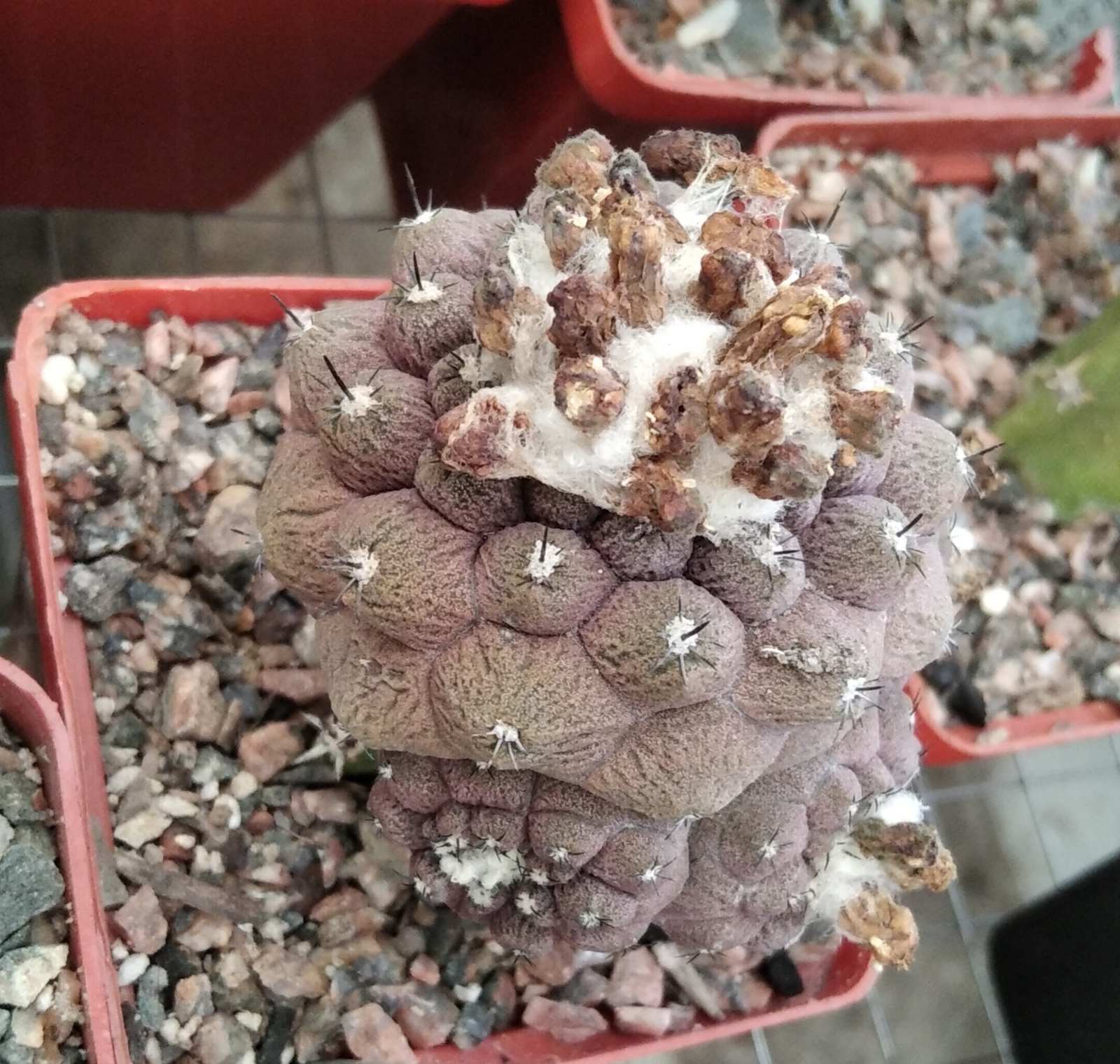 Copiapopa hypogaea "Lizard Skin"-hybr.-seeds-насіння- 10шт-