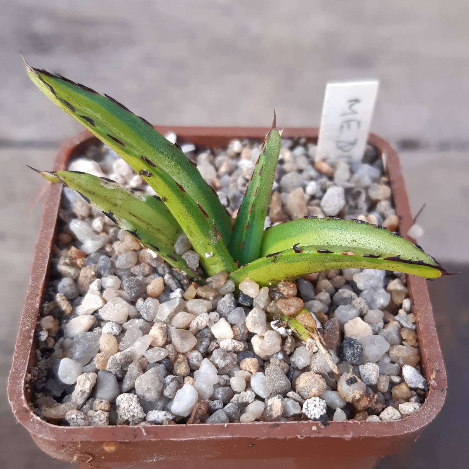Agave victoriae-reginae mediapicta aurea