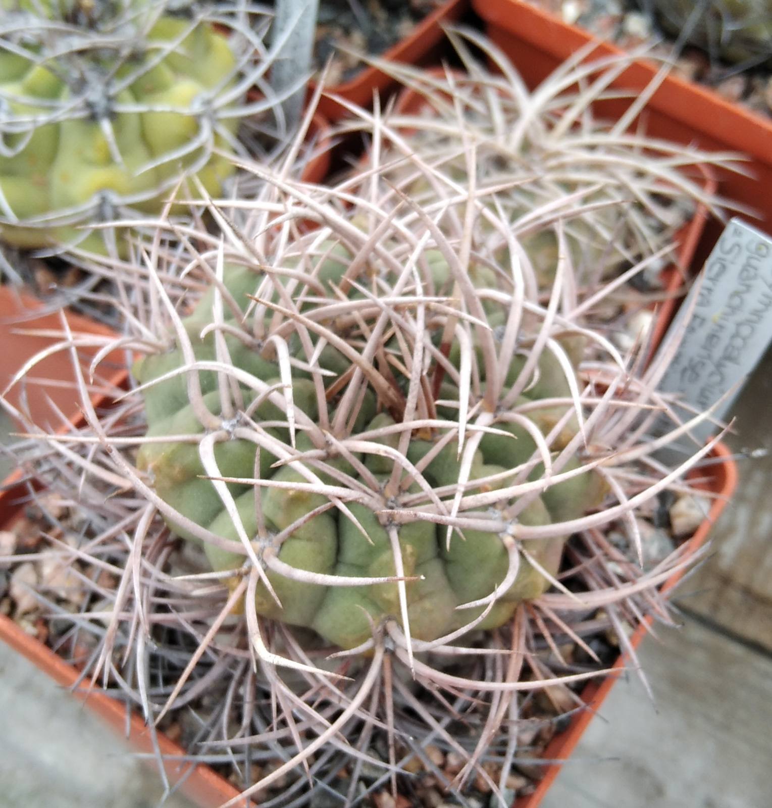 Gymnocalycium guanchinense -Sierra Famatima- cube-8cm-