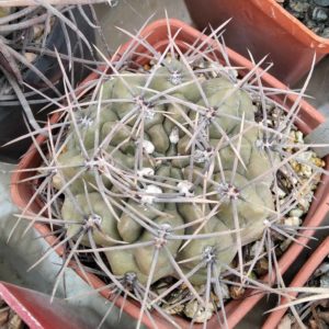 Gymnocalycium gibbosum R539 -small form-Mesa Garden- cube-7cm-