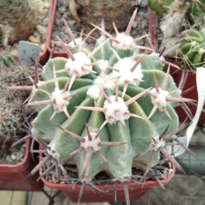 Homalocephala texensis -LAPPIN 3- MG- cube-7cm- .