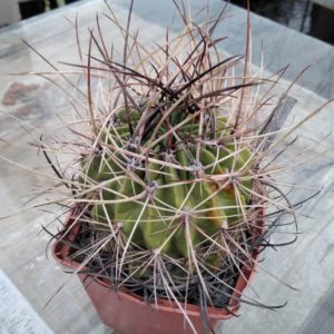 Lobivia ferox v. longispina -MG-  cube-9cm-