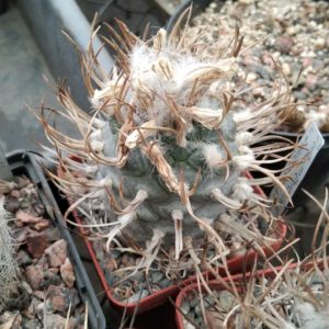 Turbinicarpus  macrochele v. frailensis -El Fraile- насіння-seeds- 10шт-