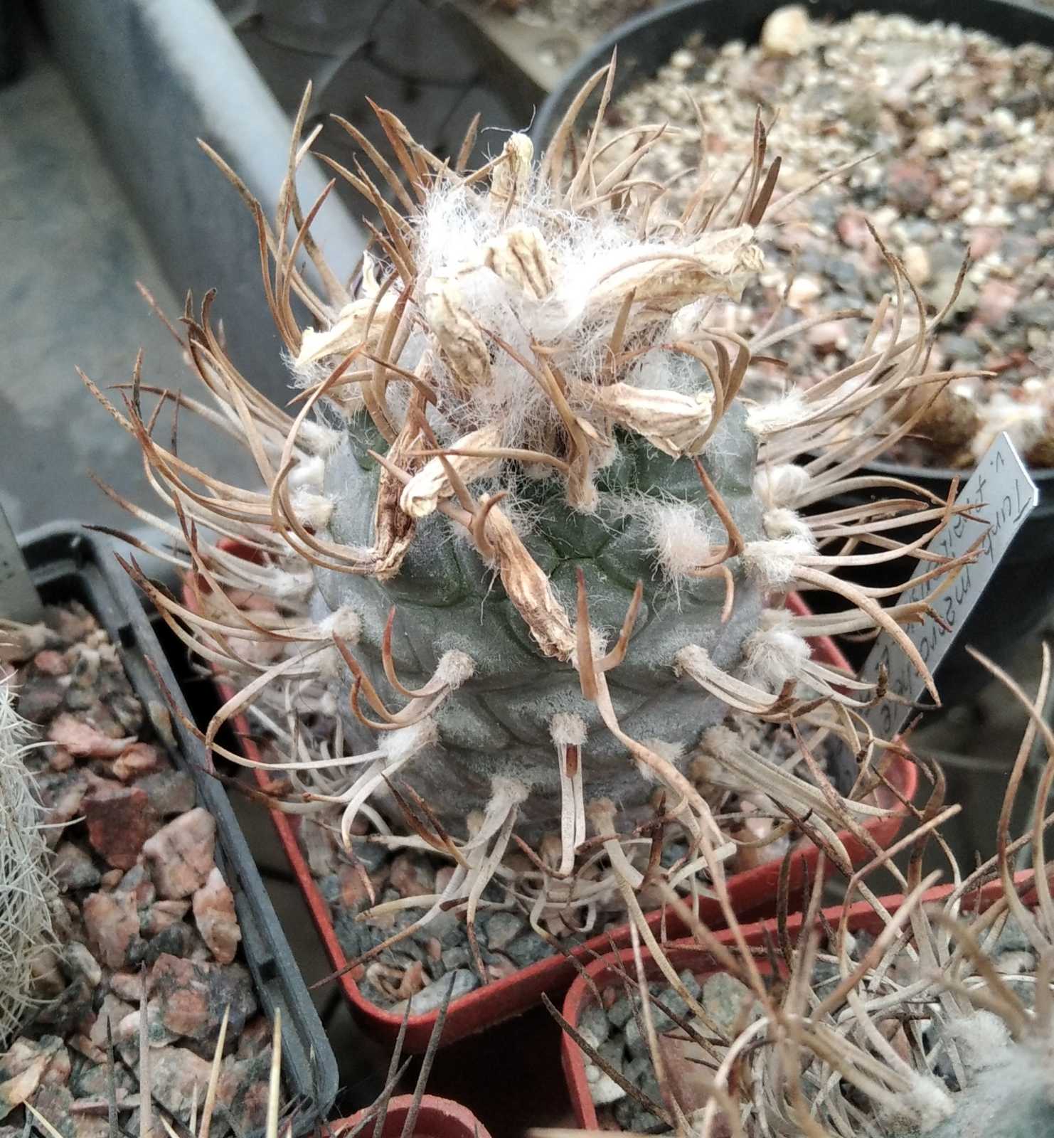 Turbinicarpus  macrochele v. frailensis -El Fraile- насіння-seeds- 10шт-
