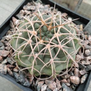Gymnocalycium aff. capillaense -cube-7cm-