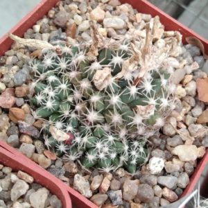 Escobaria spec. nova RP33 -MG-seeds-насіння-