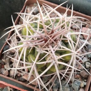 Gymnocalycium ferox -cube-7cm-