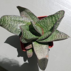 Gasteria excelsa