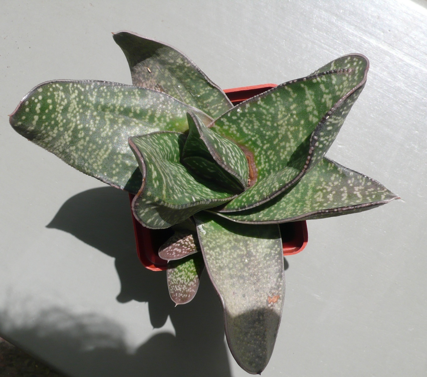 Gasteria excelsa