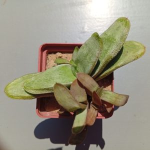 Gasteria Light Green