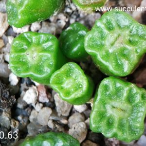 насіння 1410.63 conophytum angelicae tetrogonum seeds