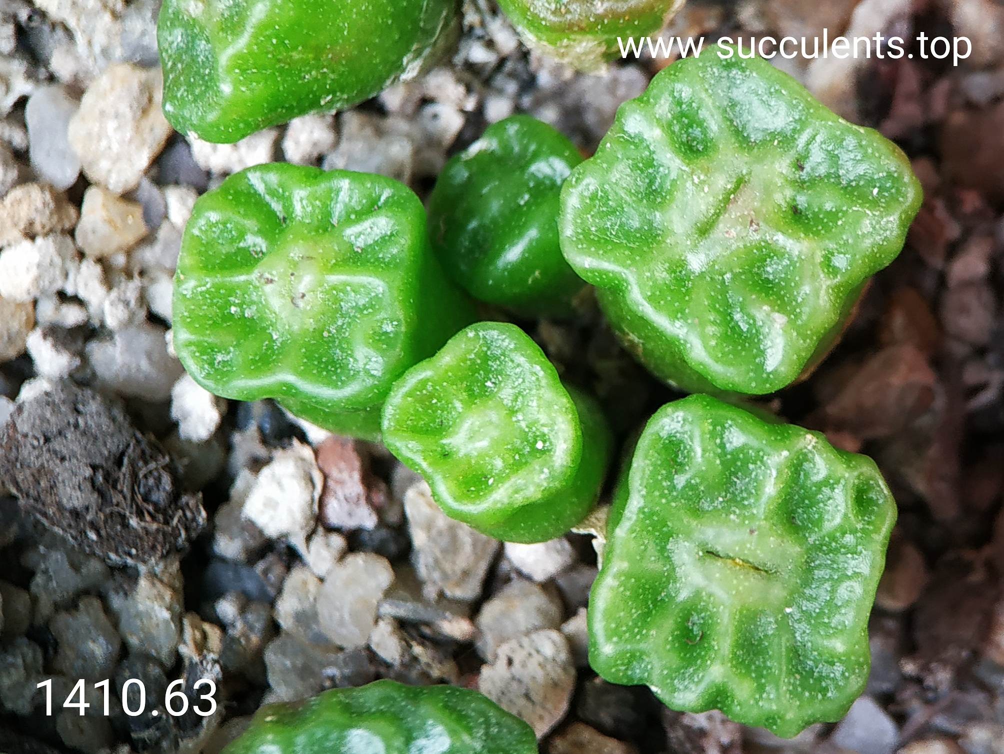 насіння 1410.63 conophytum angelicae tetrogonum seeds