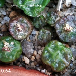 насіння 1410.64 conophytum angelicae tetrogonum seeds