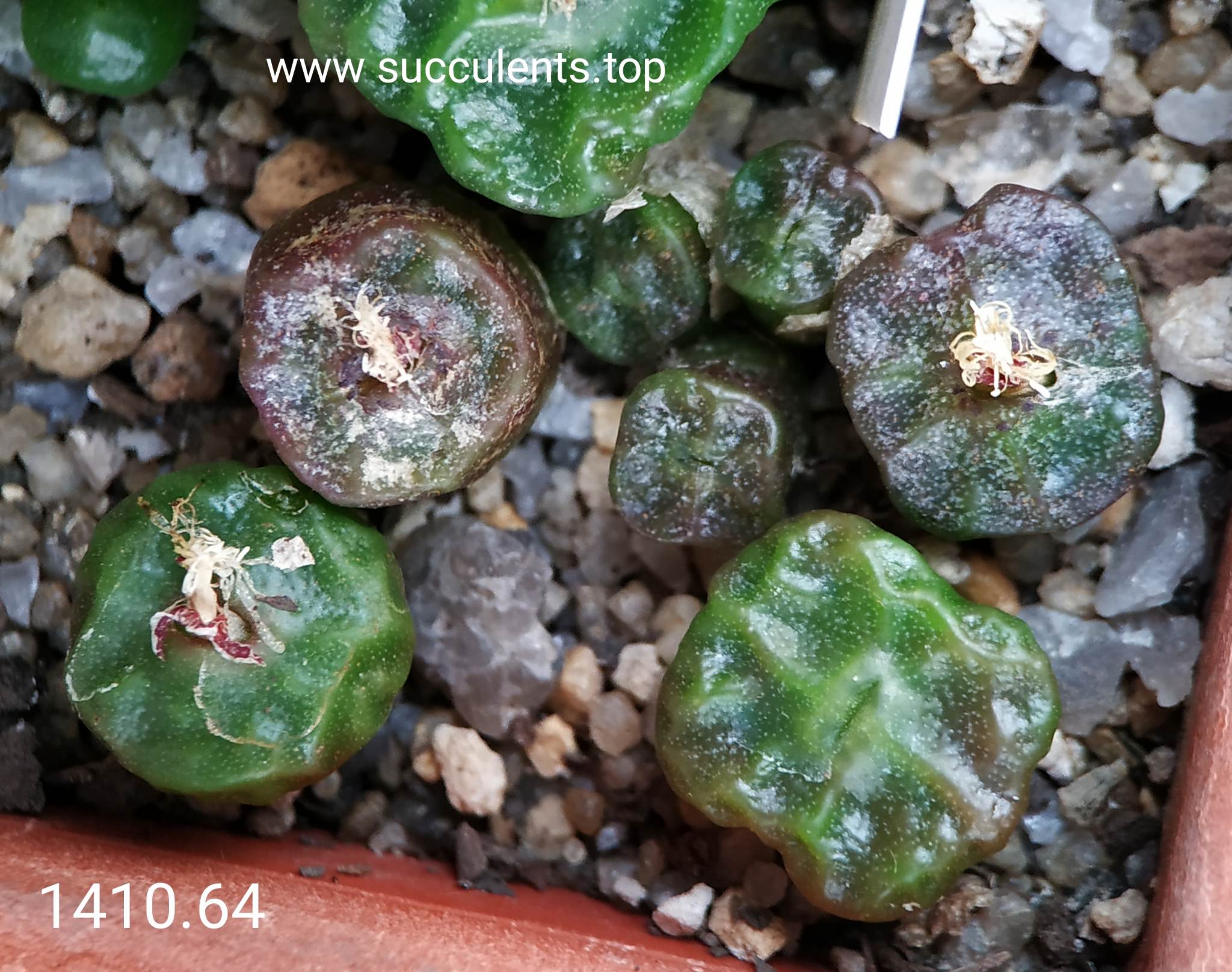 насіння 1410.64 conophytum angelicae tetrogonum seeds
