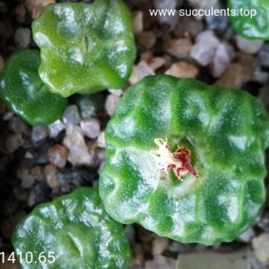насіння Conophytum angelicae ssp tetragonum, Klipbok region (1410.65) seeds