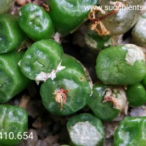 насіння 1410.654 conophytum angelicae tetrogonum seeds