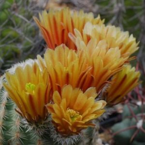 Echinocereus сhloranthus v. carmenensis SB1476 - seeds-насіння-
