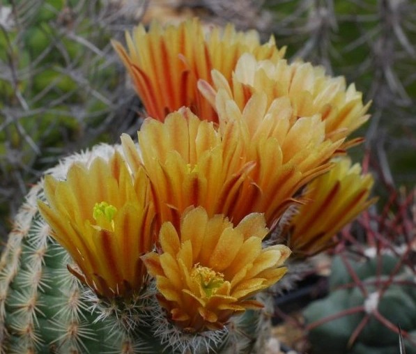 Echinocereus сhloranthus v. carmenensis SB1476 - seeds-насіння-