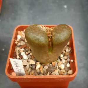 Conophytum (Ophthalmophyllum) verrucosum, Maansepan, CoP353-073