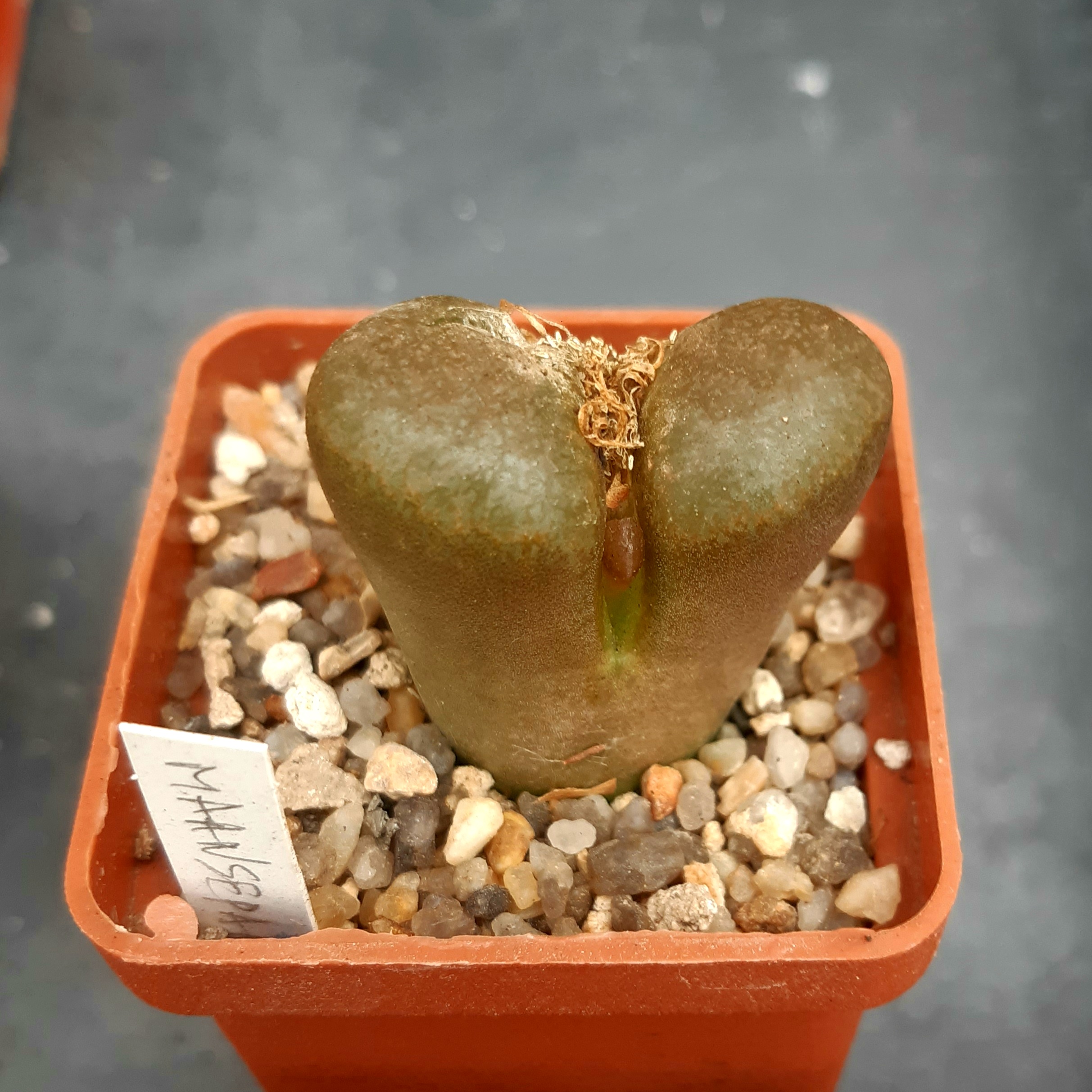 Conophytum (Ophthalmophyllum) verrucosum, Maansepan, CoP353-073