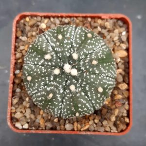 Astrophytum asterias