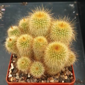 Eriocactus leninghausii