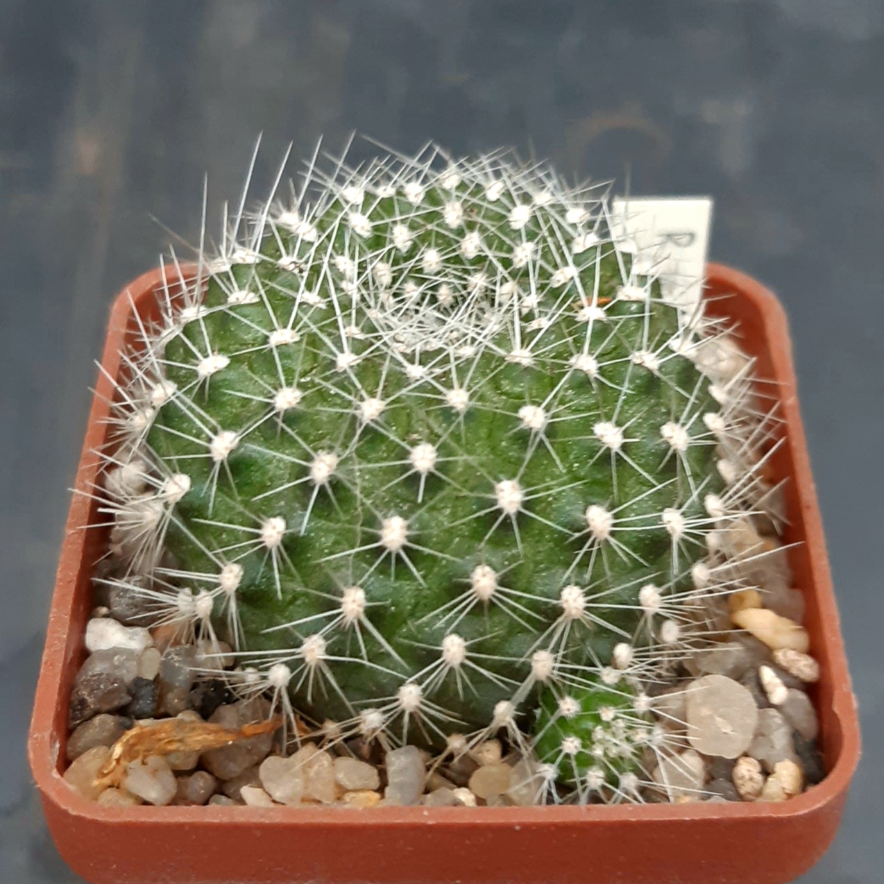 Rebutia krainziana