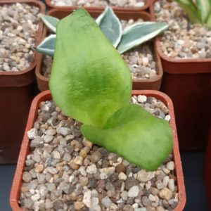 Massonia jasminiflora