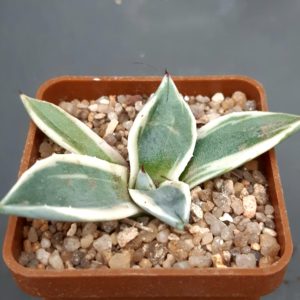 Agave applanata 'Cream Spike'