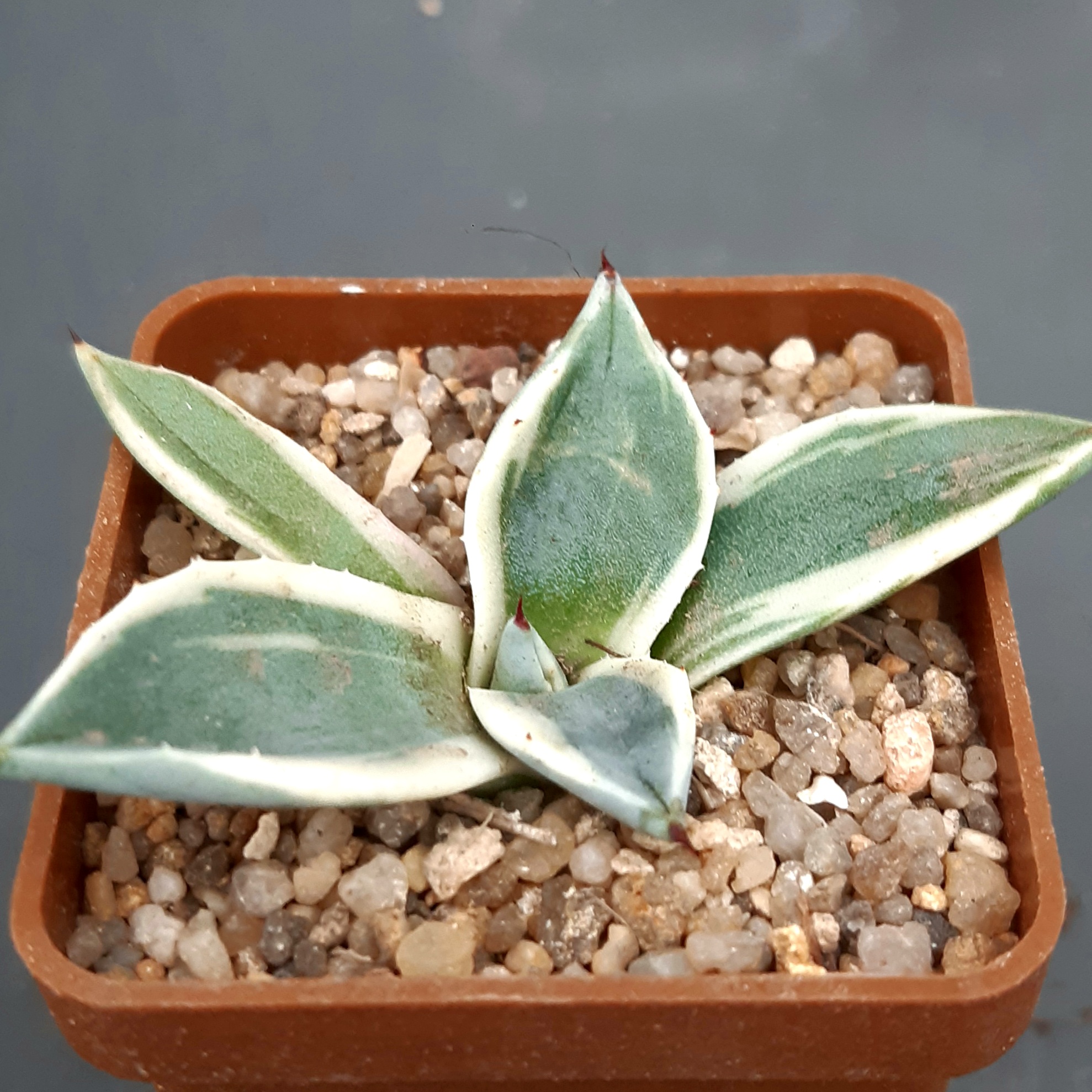 Agave applanata 'Cream Spike'