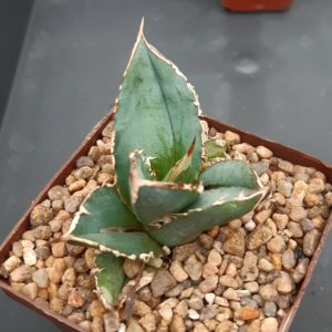 Agave titanota 'Kyoto'