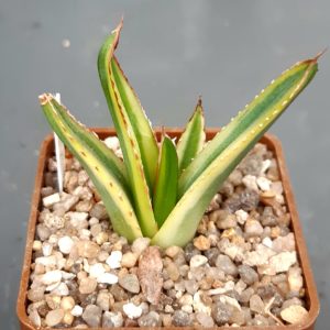 Agave victoriae-reginae 'Golden Princess' marginata aurea