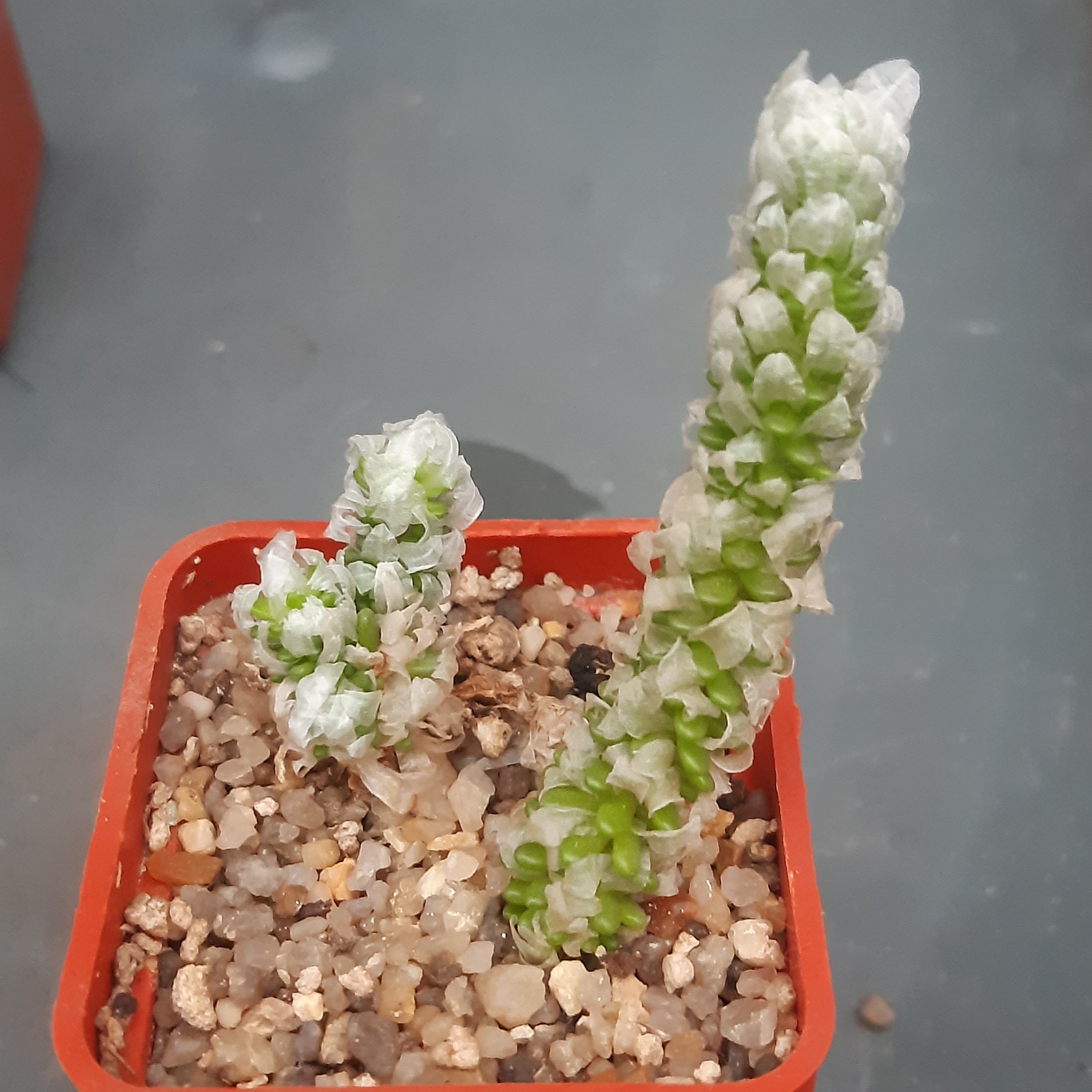 Avonia buderiana