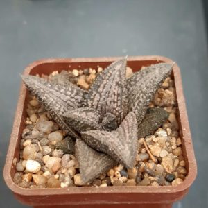 Haworthia cv.'Kintaikyo'
