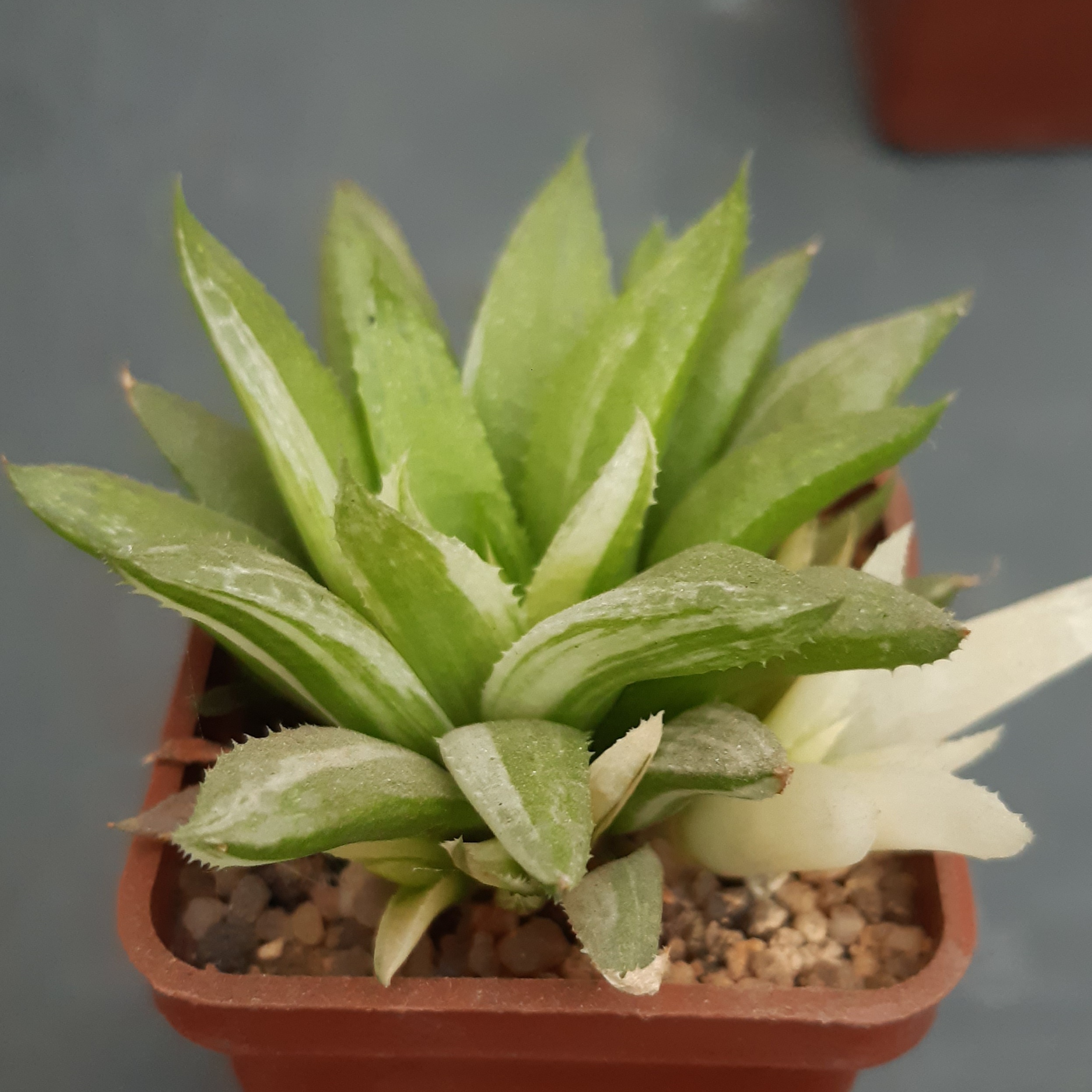 Haworthia cv.'Kikuka Nishiki' variegata (HF-11)