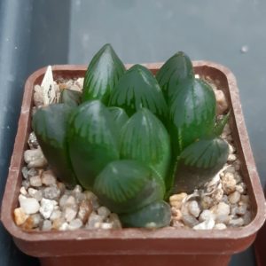 Haworthia cooperii 'Black Grape'
