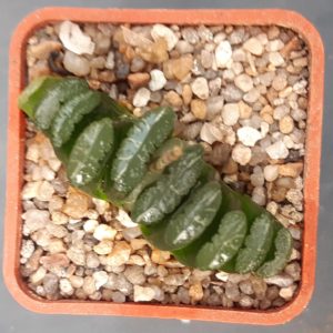 Haworthia truncata